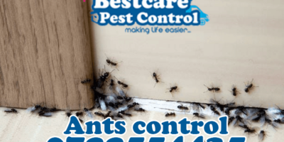 ants control pest control nairobi kenya nakuru kiambu mombasa nyeri eldoret
