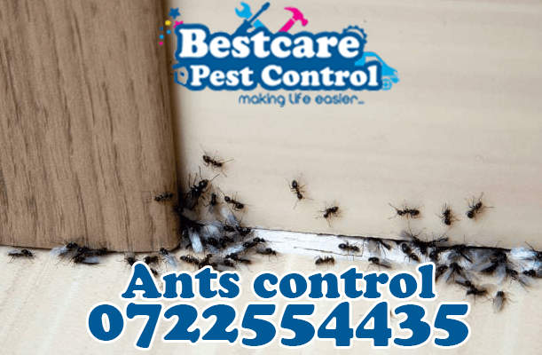 ants control pest control nairobi kenya nakuru kiambu mombasa nyeri eldoret