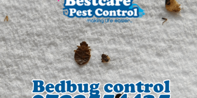 bedbug control pest control nairobi kenya nakuru kiambu mombasa nyeri eldoret