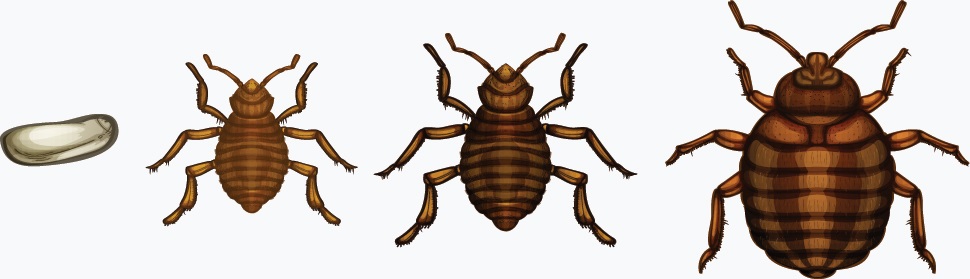 bedbug control nairobi kenya