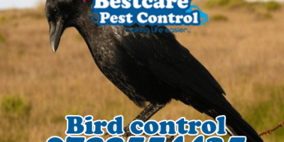 birds control pest control nairobi kenya nakuru kiambu mombasa nyeri eldoret