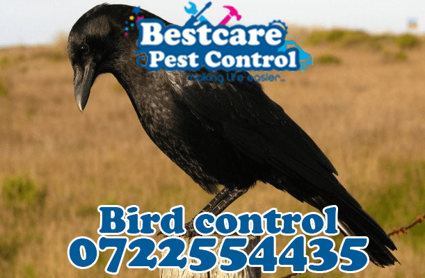birds control pest control nairobi kenya nakuru kiambu mombasa nyeri eldoret
