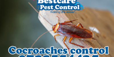 cocroach control pest control nairobi kenya nakuru kiambu mombasa nyeri eldoret
