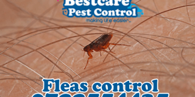 fleas control pest control nairobi kenya nakuru kiambu mombasa nyeri eldoret