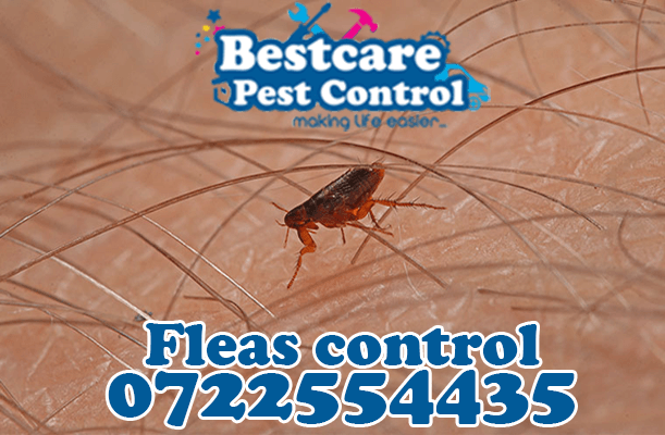 fleas control pest control nairobi kenya nakuru kiambu mombasa nyeri eldoret