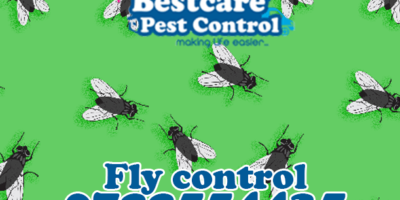 fly-flies control pest control nairobi kenya nakuru kiambu mombasa nyeri eldoret