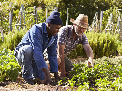 garden maintenance garden clearing services nairobi kenya