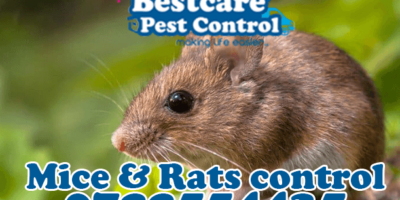 mice control pest control nairobi kenya nakuru kiambu mombasa nyeri eldoret