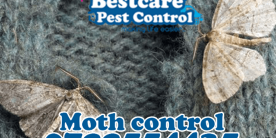 moth control pest control nairobi kenya nakuru kiambu mombasa nyeri eldoret