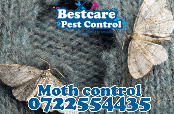 moth control pest control nairobi kenya nakuru kiambu mombasa nyeri eldoret