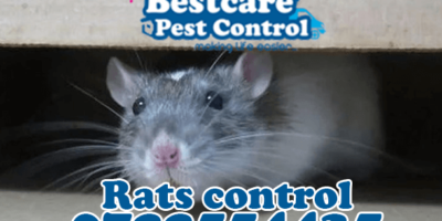 rats control pest control nairobi kenya nakuru kiambu mombasa nyeri eldoret