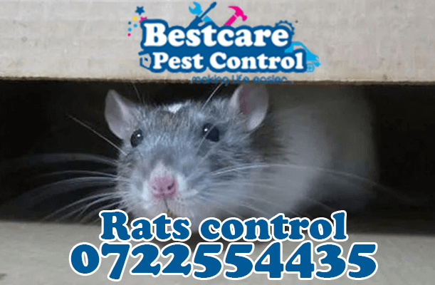 rats control pest control nairobi kenya nakuru kiambu mombasa nyeri eldoret