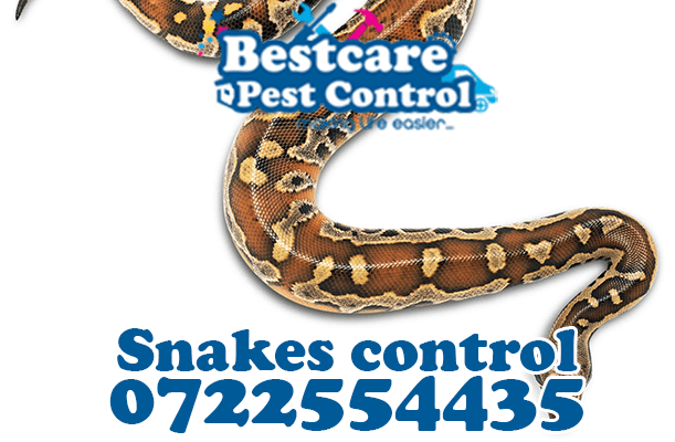 snakes control pest control nairobi kenya nakuru kiambu mombasa nyeri eldoret