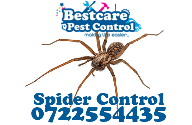spider control pest control nairobi kenya nakuru kiambu mombasa nyeri eldoret