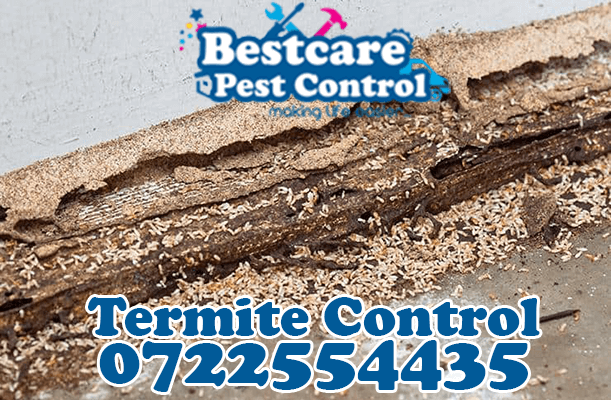 termite control pest control nairobi kenya nakuru kiambu mombasa nyeri eldoret