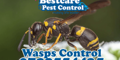 wasp control pest control nairobi kenya nakuru kiambu mombasa nyeri eldoret
