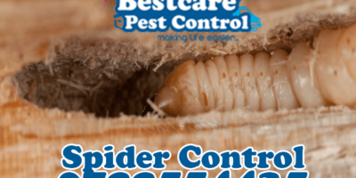 woodworm control pest control nairobi kenya nakuru kiambu mombasa nyeri eldoret
