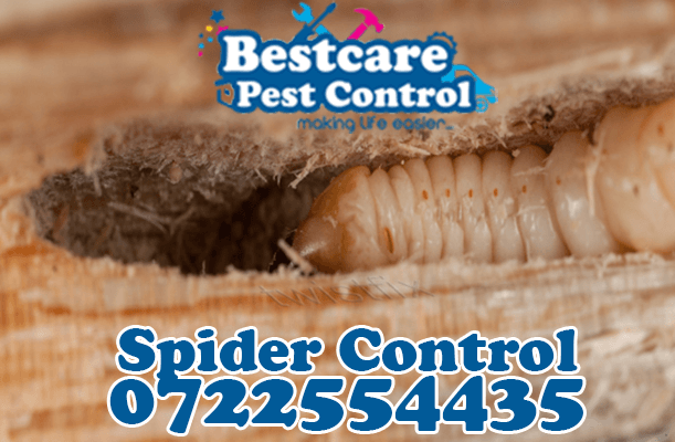 woodworm control pest control nairobi kenya nakuru kiambu mombasa nyeri eldoret