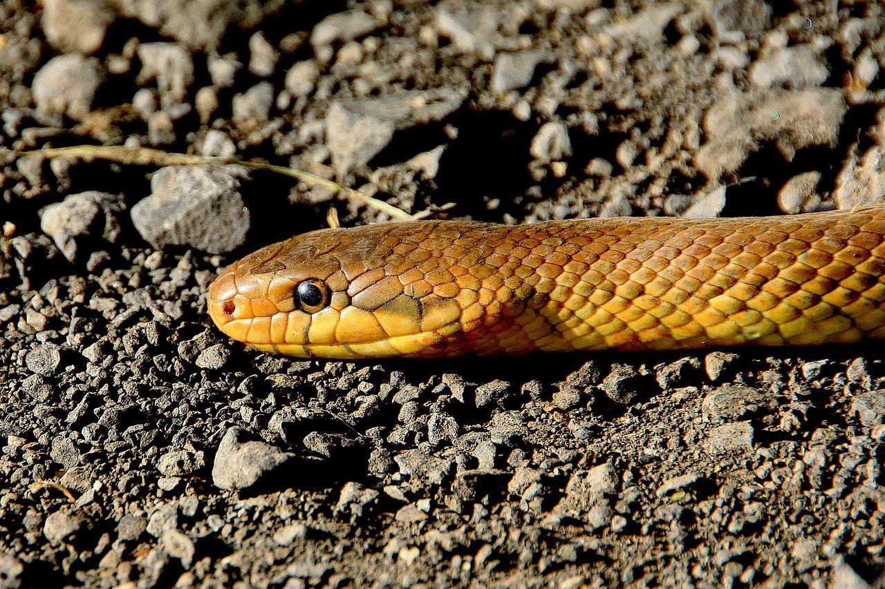 snake control kenya pestcontrol nairobi