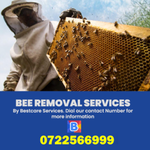 BEE REMOVAL SERVICES NAIROBI KENYA