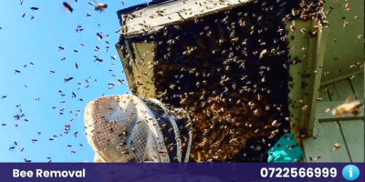 safe bee removal nairobi kenya