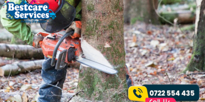 tree-cutting-services-in-Nairobi,-Kenya