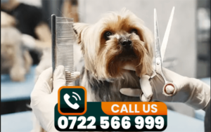 dog grooming services in Nairobi Kenya