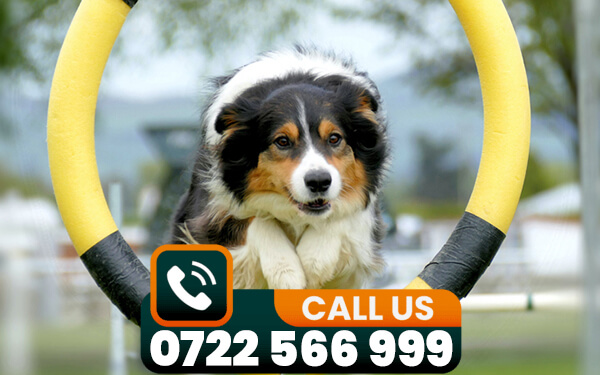 dog training services in nairobi kenya