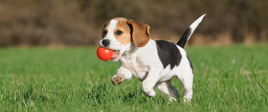 slide-dog-training-playing-nairobi-kenya-pets