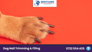 dog nail trimming filing nairobi kenya groomers mobile