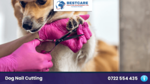 dog nails cutting nairobi kenya grooming groomers