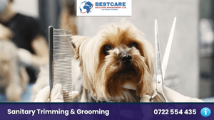 dog sanitary trimming grooming nairobi kenya groomers