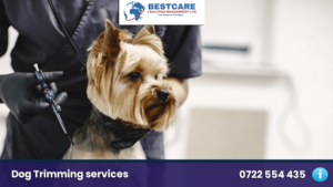 dog trimming nairobi kenya groomers and grooming