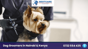 dog trimming services dog drooming nairobi kenya